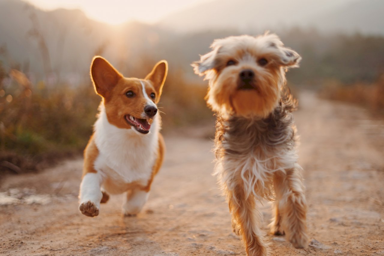 VIDEO: Animal protection group calls for quick amendment to No Pets Policy