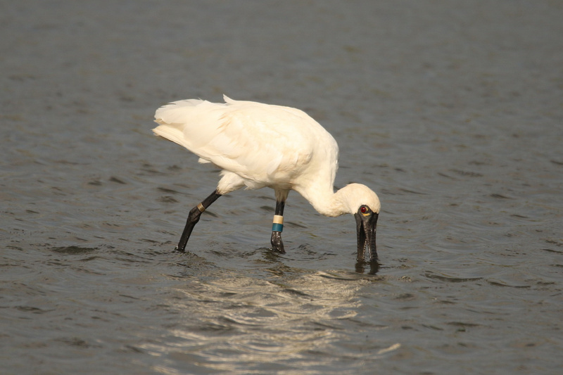 Tainan's migratory black-faced spoonbills surpass 1,500 in latest count