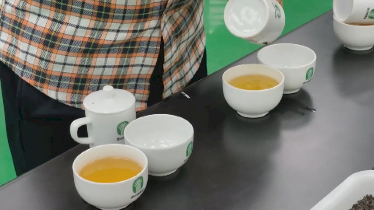 VIDEO: DNA tests expose winter tea competition cheaters