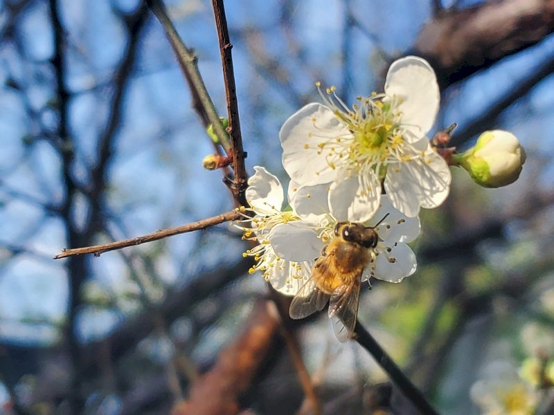 VIDEO: Taitung plum blossoms bloom early