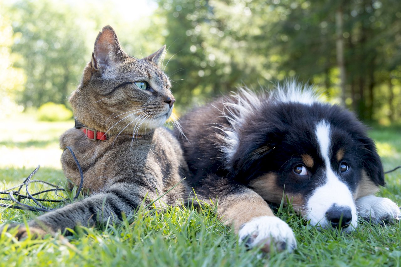 VIDEO: Taiwan to set up first government unit for protecting pets