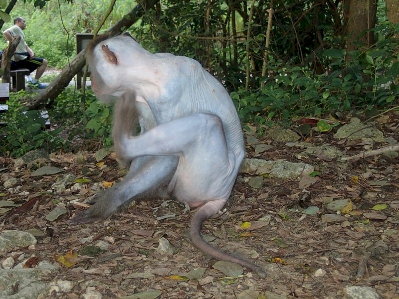 Hiking Challenges, Undercover Police, and Stressed Monkeys