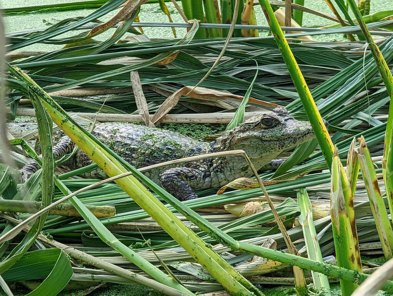 Caimans, Dogs, and a Drink Deal