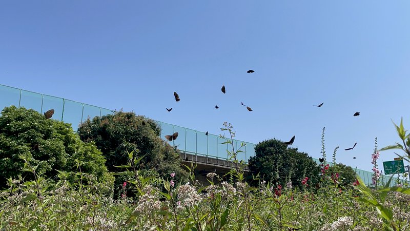 Butterflies, Cargo Ships, Fruits, and Inflation