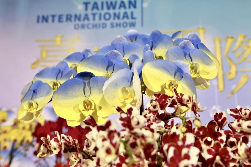 Taiwan orchid show featuring Ukrainian-colored flower opens Saturday