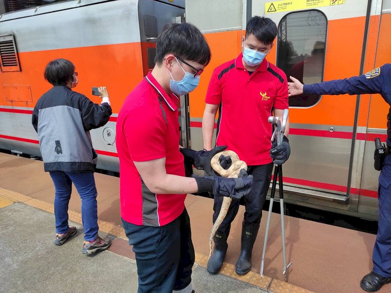 Snake on a Train