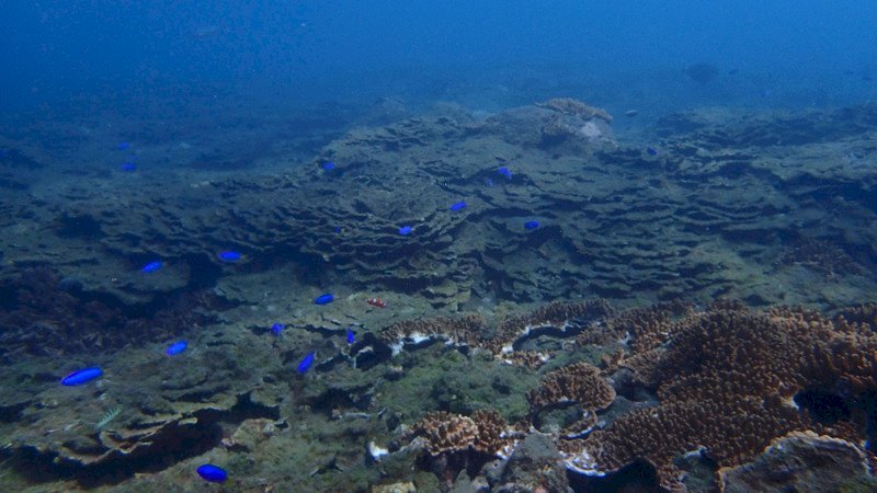Olympiad, fast ferry and sick coral reef