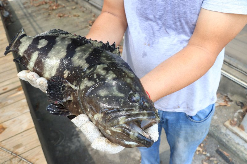 Minister: Chinese bans on Taiwanese fish ‘unacceptable’
