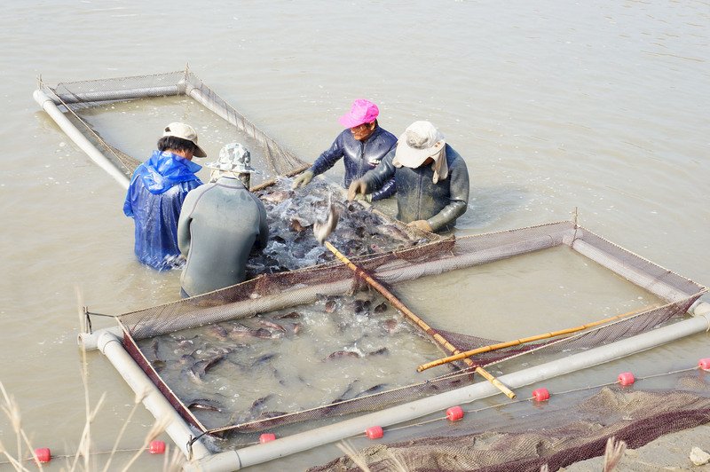 China bans import of Taiwanese aquatic products