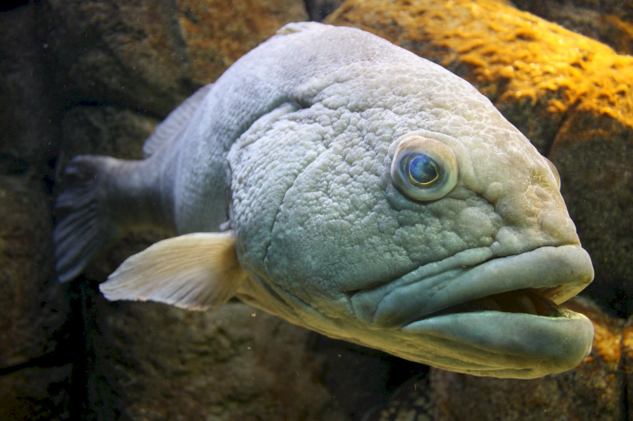 China bans Taiwan fish imports