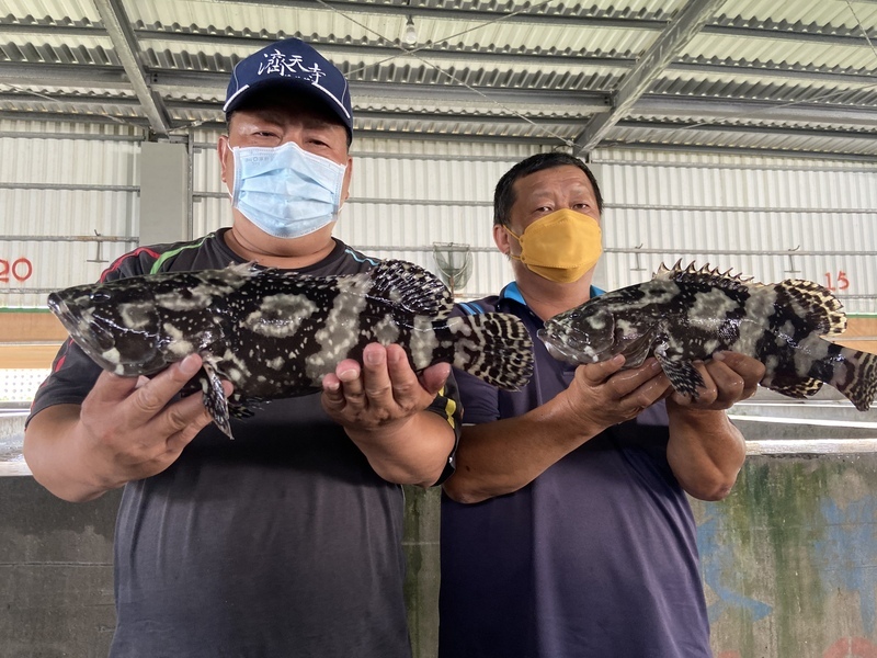 Taiwanese grouper exports to China to resume