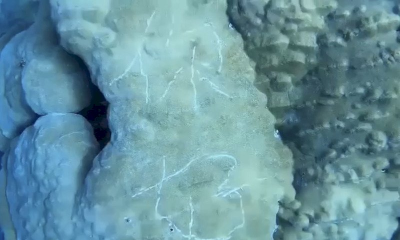 Forbidden Flags, Ultramarathons, Defaced Coral, and Perfume