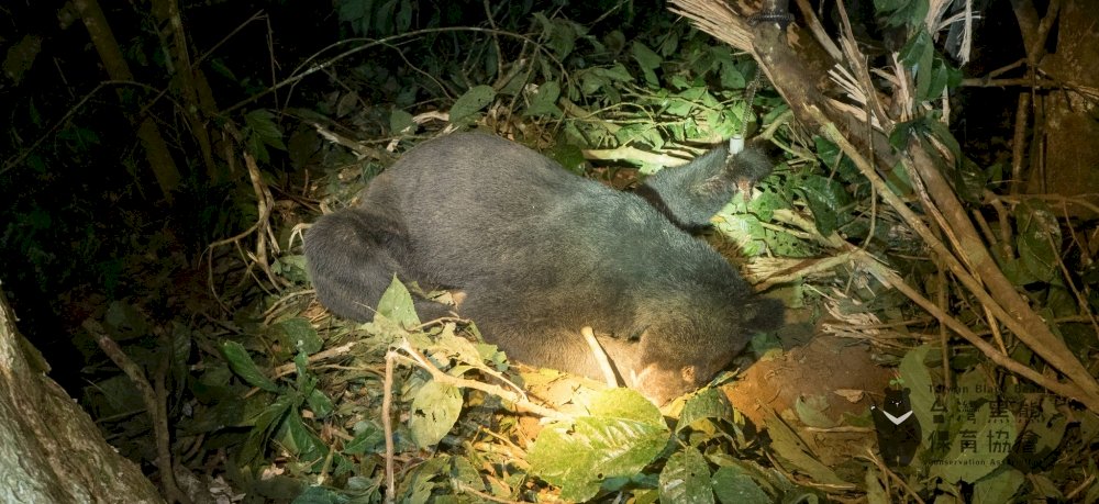 Wildlife hospital for black bears to open in Hualien