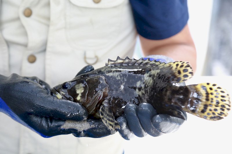 China’s grouper ban creates great opportunity: agriculture minister