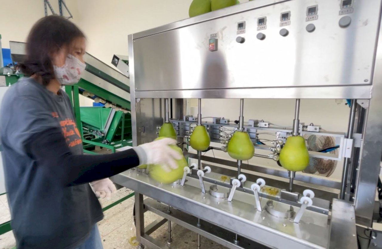 VIDEO: Agriculture council promotes pomelo sales to resist Chinese ban