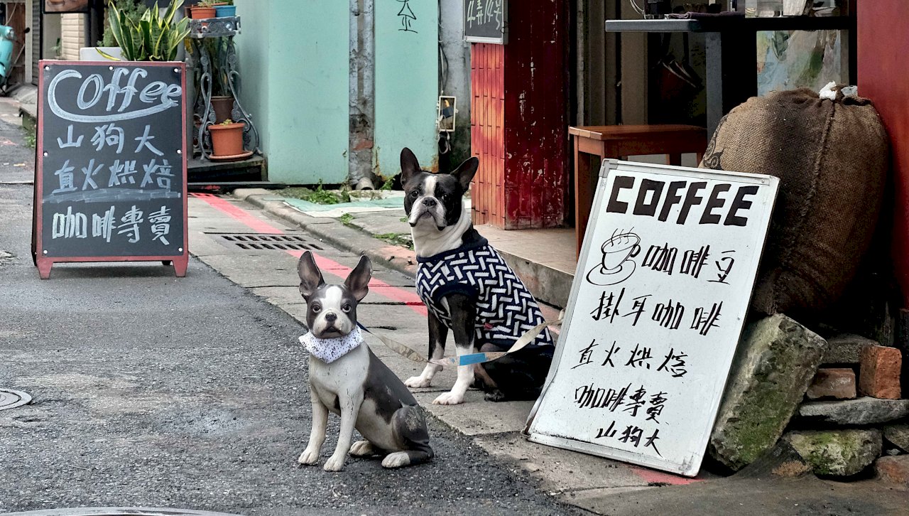 Canine companions: Dogs and coffee in Taiwan