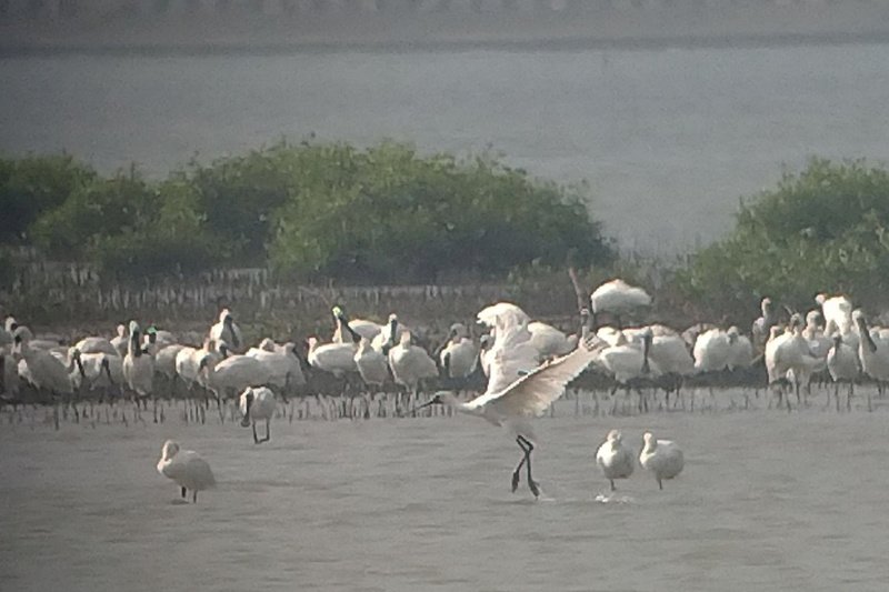 468 black-faced spoonbills sighted in Tainan’s Chiku wildlife refuge