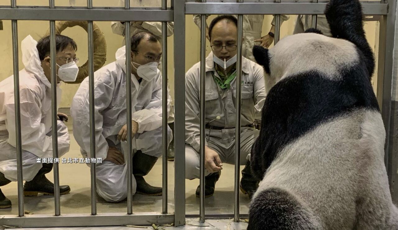 VIDEO: Chinese experts arrive to help sick panda