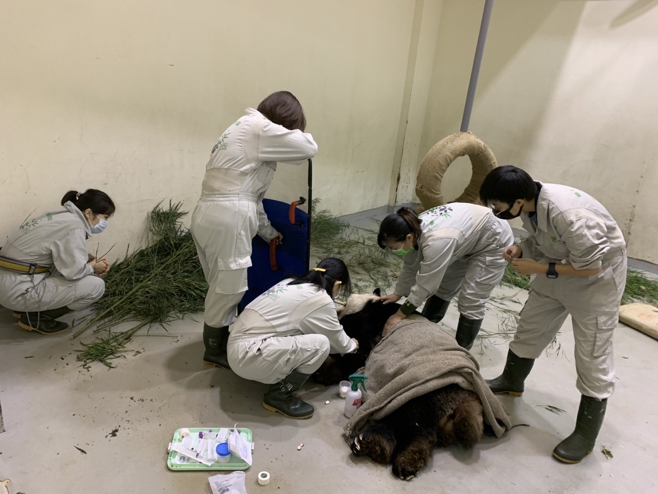 Giant panda Tuantuan suffers seizures, under observation