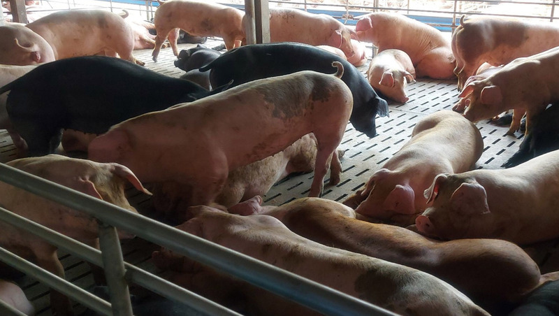Taiwan plans to reintroduce its pork to international market