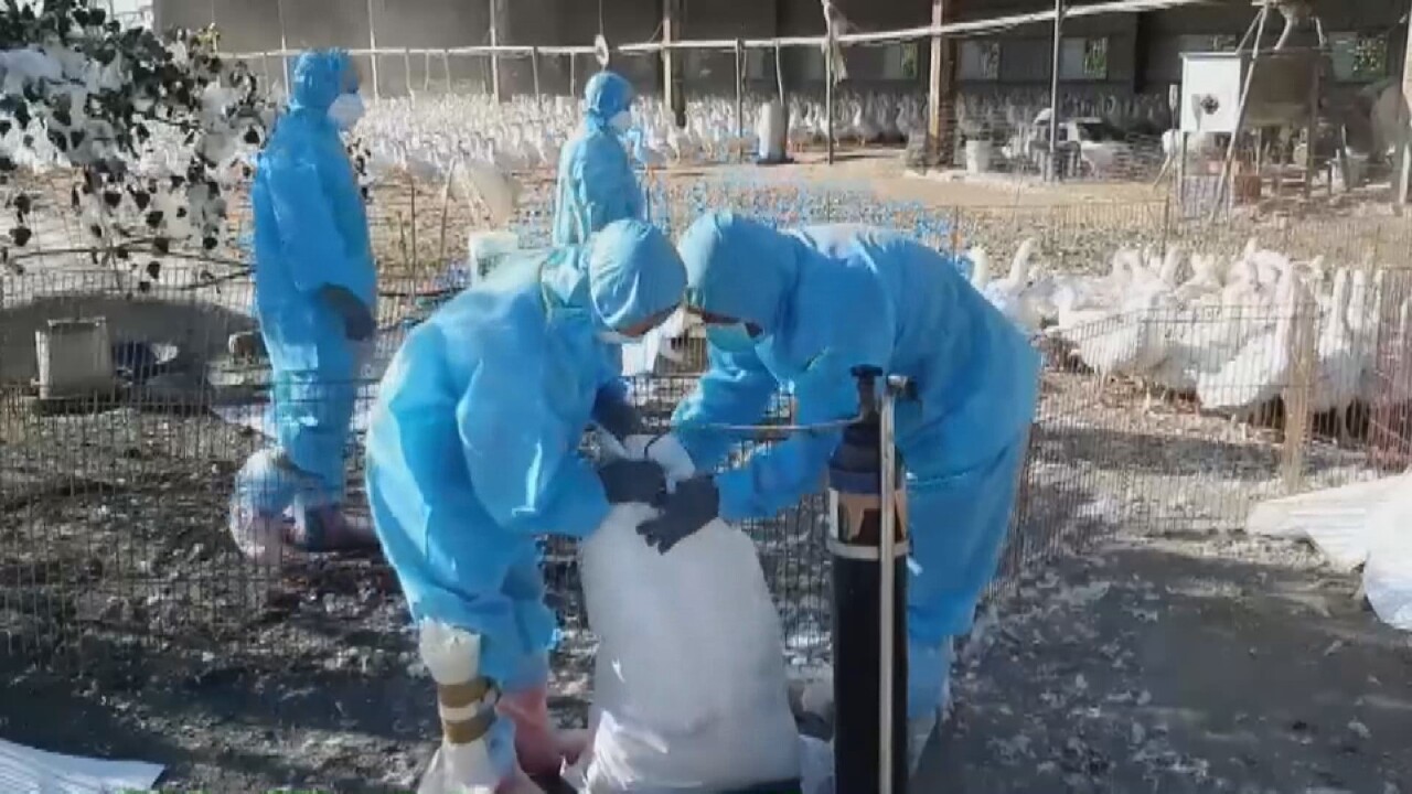 VIDEO: Increasing number of avian flu cases reported in Taiwan
