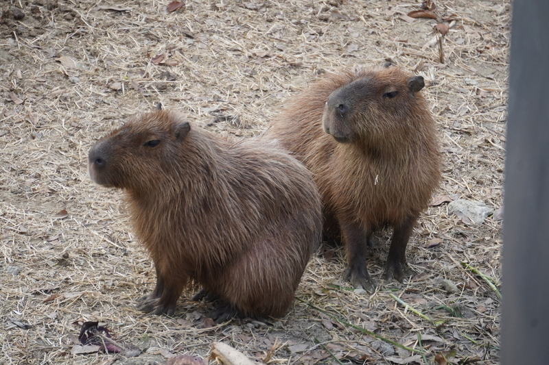 Taipei's top 20 tourist attractions, runaway capybaras, 10kg of amphetamines drug bust