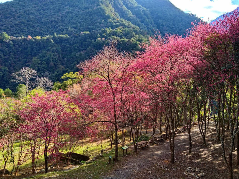 VIDEO: Cherry blossoms bloom in Alishan