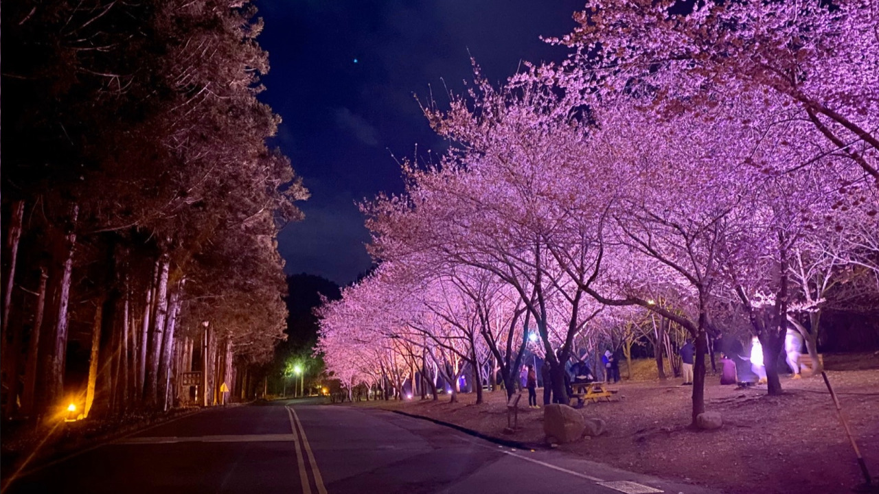 VIDEO: Blooming nighttime cherry blossoms in Central Taiwan