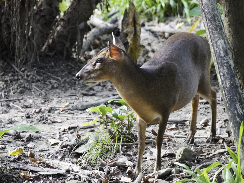 VIDEO: Influencer sparks controversy by eating Reeve’s muntjac during Hualien tour