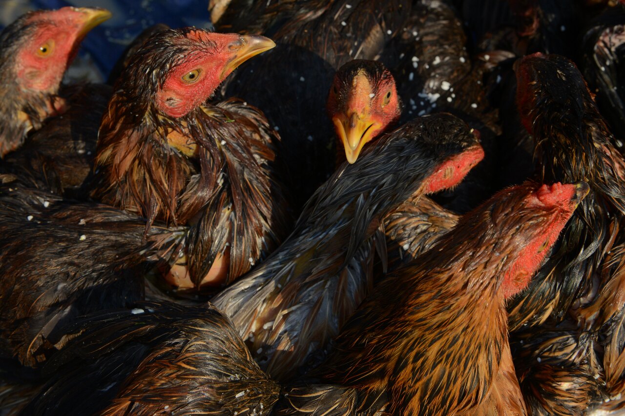Experts call for increased monitoring of H5N1 avian flu