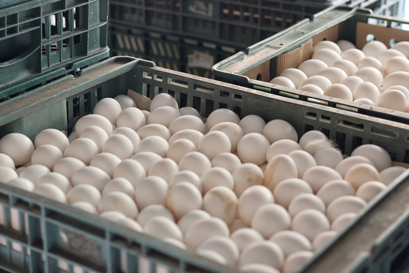 Thailand to export 50 million fresh eggs to Taiwan in 2023.