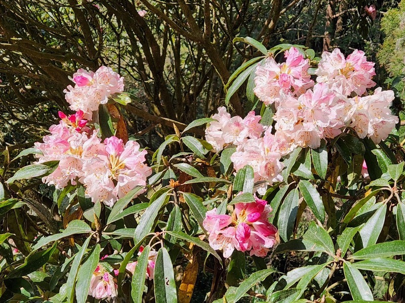 VIDEO: Azalea blossom festival to take place in Nantou