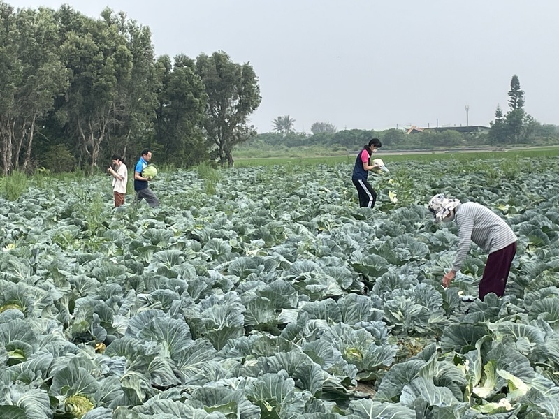 Cabbage price sinks as supply outgrows demand: Agriculture Ministry