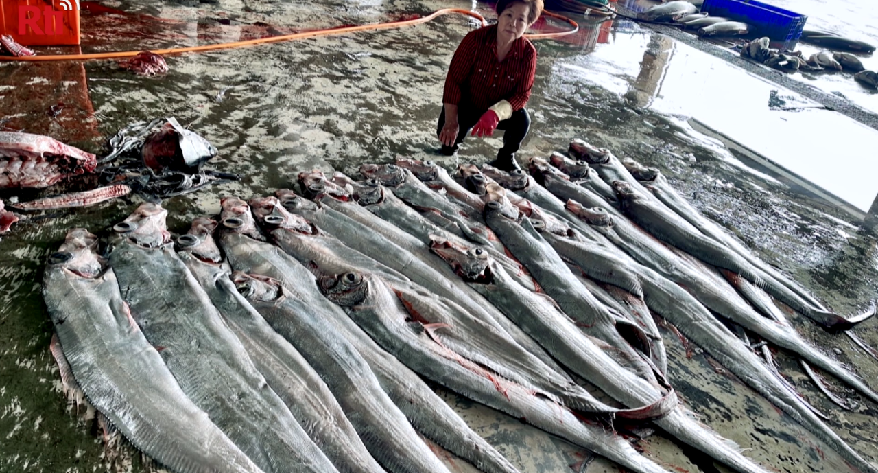 VIDEO: 400 kilograms of “earthquake fish” caught in Southern Taiwan
