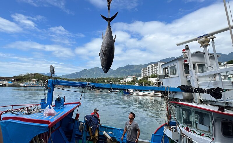 VIDEO: Tuna fishermen in Pingtung bring in record-breaking haul