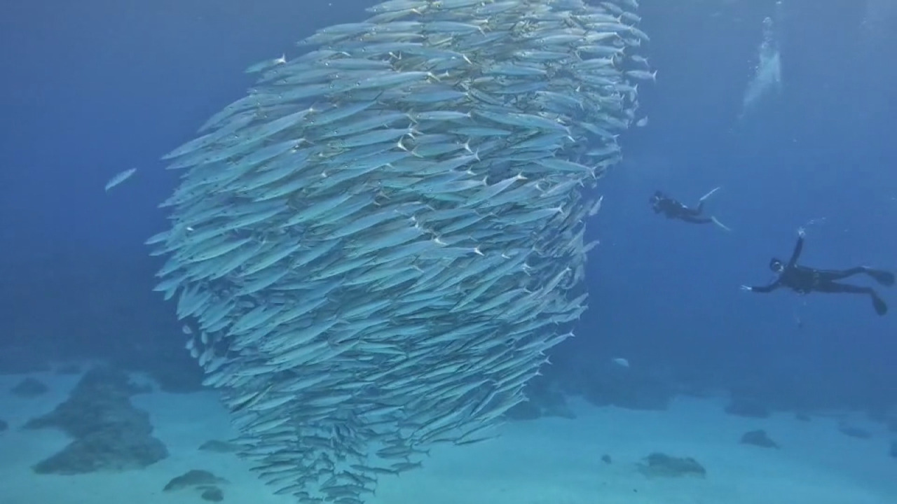 VIDEO: Rare “Barracuda Tornado” spotted near Green Island