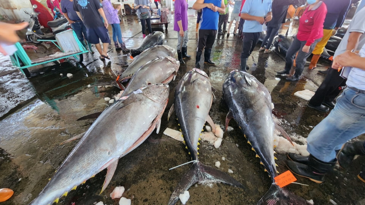 VIDEO: New daily record of 140 bluefin tuna sold in southern Taiwan