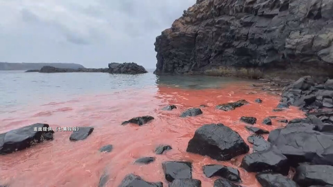 VIDEO: Coral spawning turns Penghu waters pink
