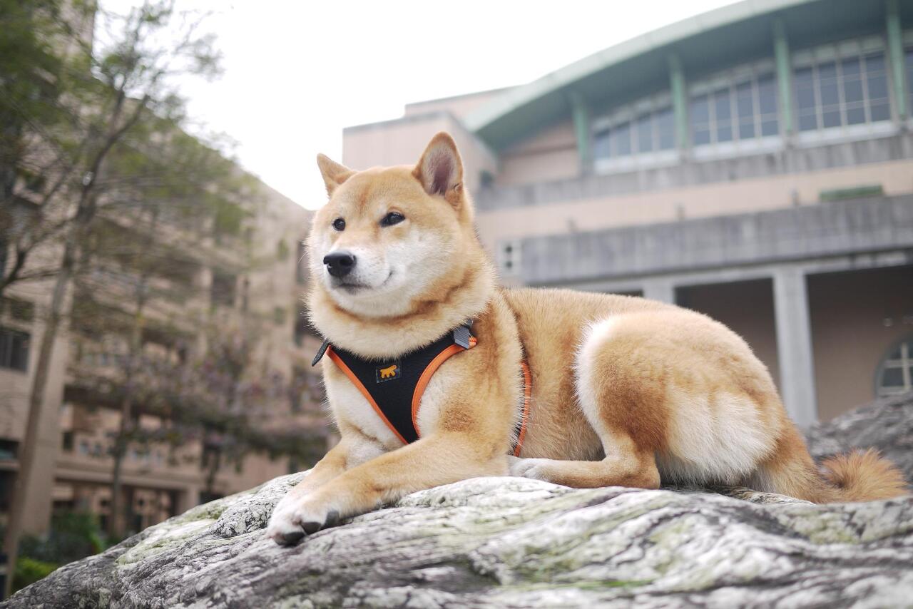 Farewell, Cola, the Shiba-Counselor of An-xi Junior High School