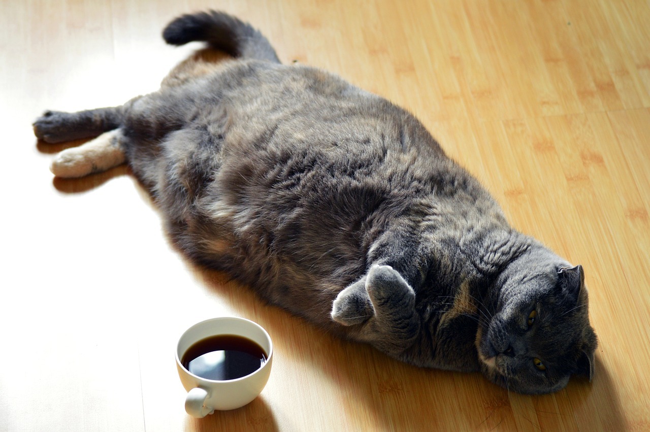 VIDEO: 10.6kg kitty wins fattest cat competition in Kaohsiung
