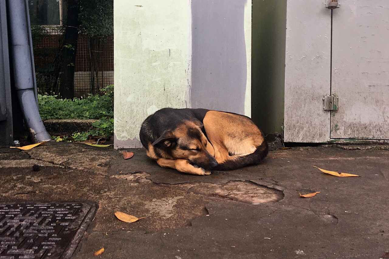 Stray animals in Taiwan: The problem of overpopulation