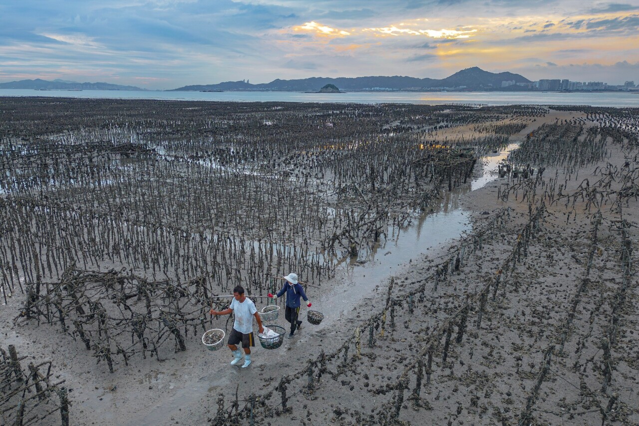 Oyster aquaculture: Western Taiwan’s oldest industry