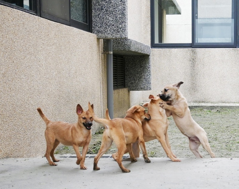 Dog day (no afternoon...yet)