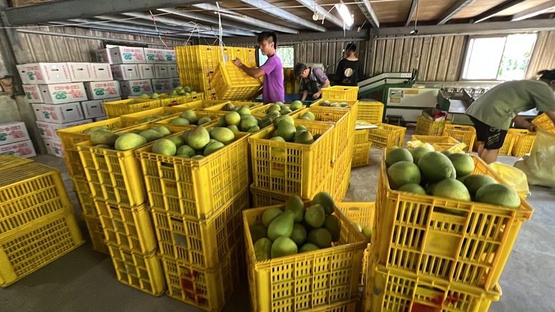 VIDEO: Farmers prepare for Typhoon Saola to minimize losses