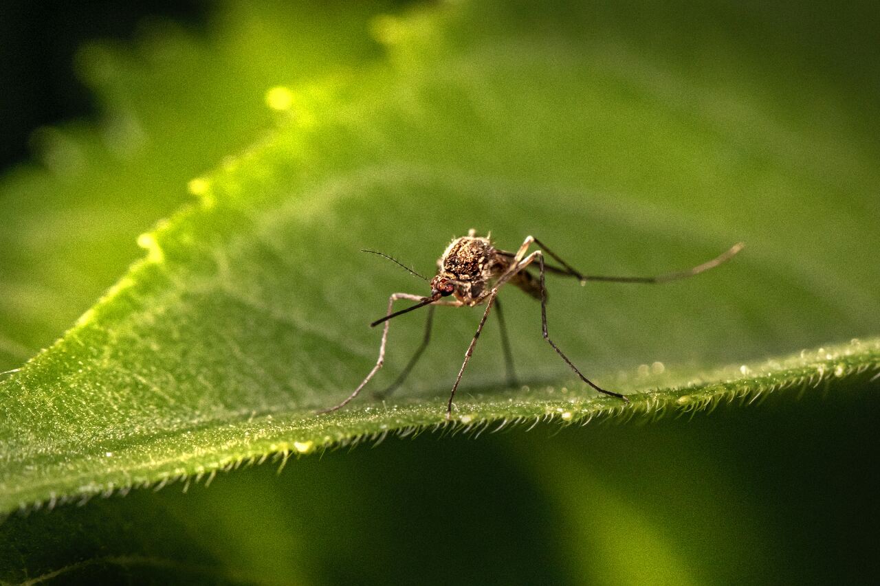 CDC: Dengue fever numbers may spike due to Typhoon Haikui