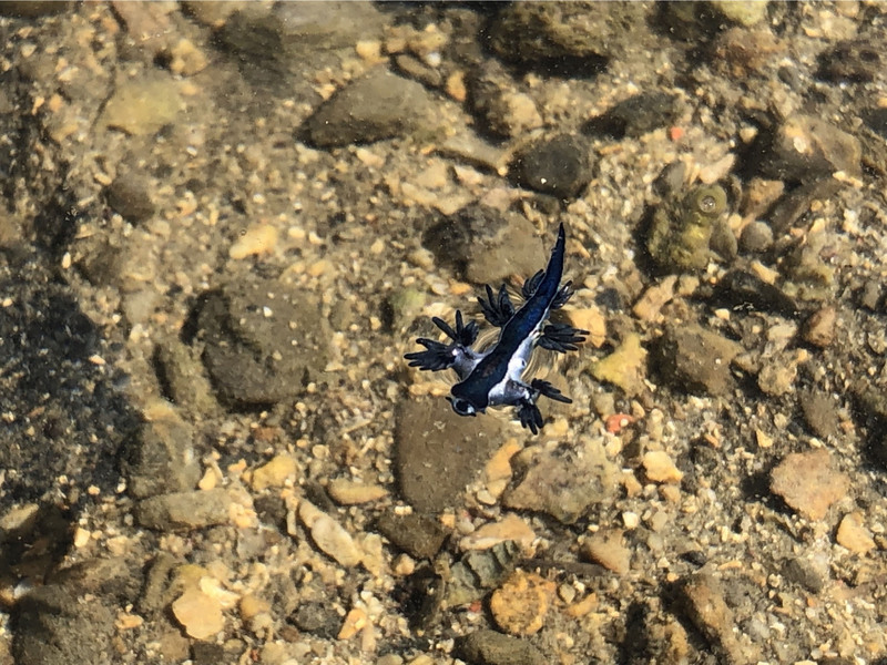 Blue dragon sea slugs spotted in Keelung, Jet Li in Taiwan, and an incident with a husky