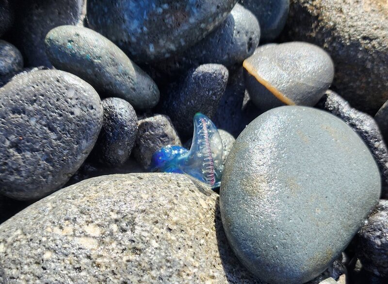 WATCH: Dangerous blue “jellyfish” appear on beaches of Hualien and Taitung