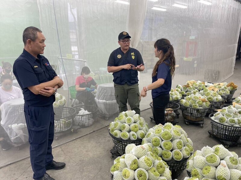 VIDEO: Custard apple growers face multiple setbacks this harvest season
