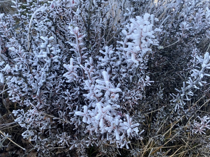 VIDEO: Snow predicted on Yangmingshan