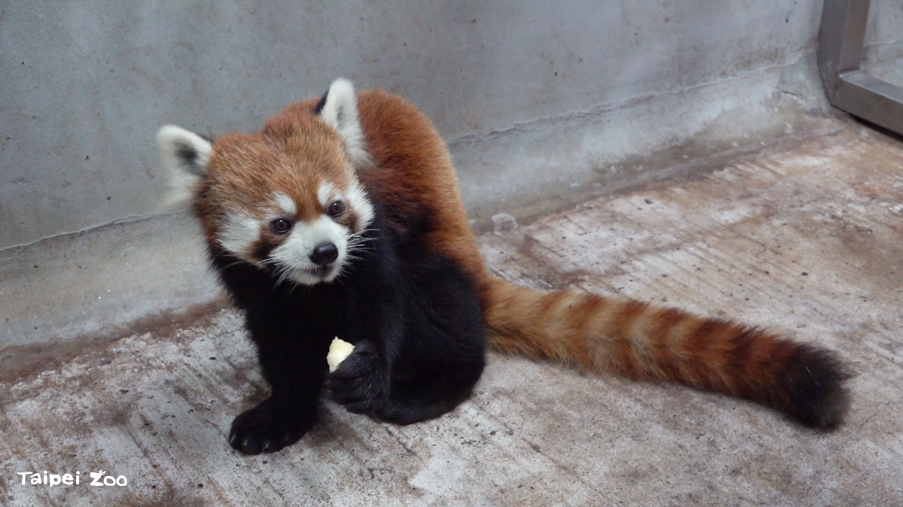 Taipei Zoo welcomes new red panda from Japan
